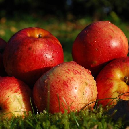 Farm Stay Rotovnik - Plesnik Slovenj Gradec Kültér fotó