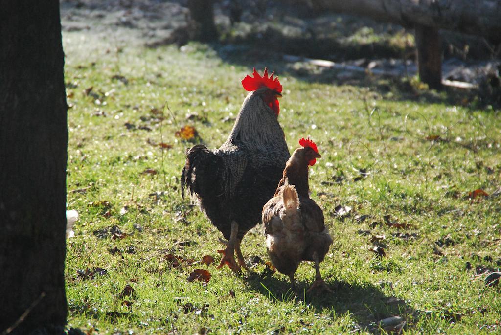 Farm Stay Rotovnik - Plesnik Slovenj Gradec Kültér fotó