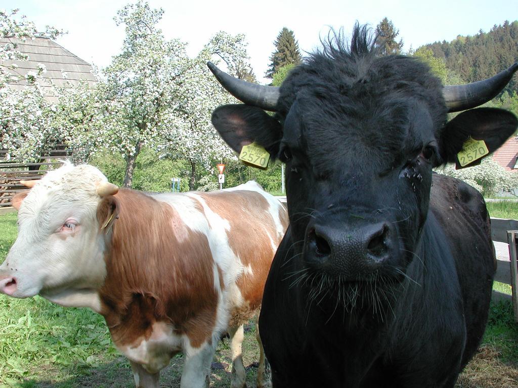 Farm Stay Rotovnik - Plesnik Slovenj Gradec Kültér fotó
